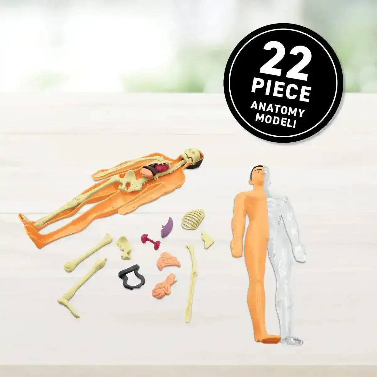 Virtual Reality Gift Box - Human Body - Toybox Tales