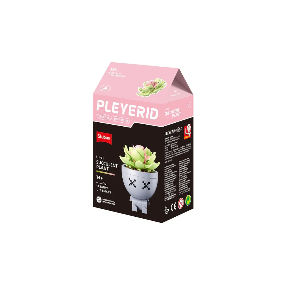 Sluban | Flowers | Potted Plants Succulent (Assorted)