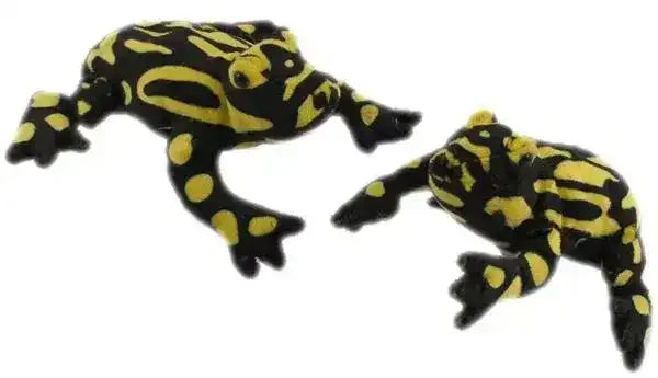 Corroboree Frog (18cm) - Toybox Tales