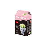 Sluban | Flowers | Potted Plants Succulent (Assorted)