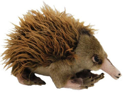 Echidna Ganyi