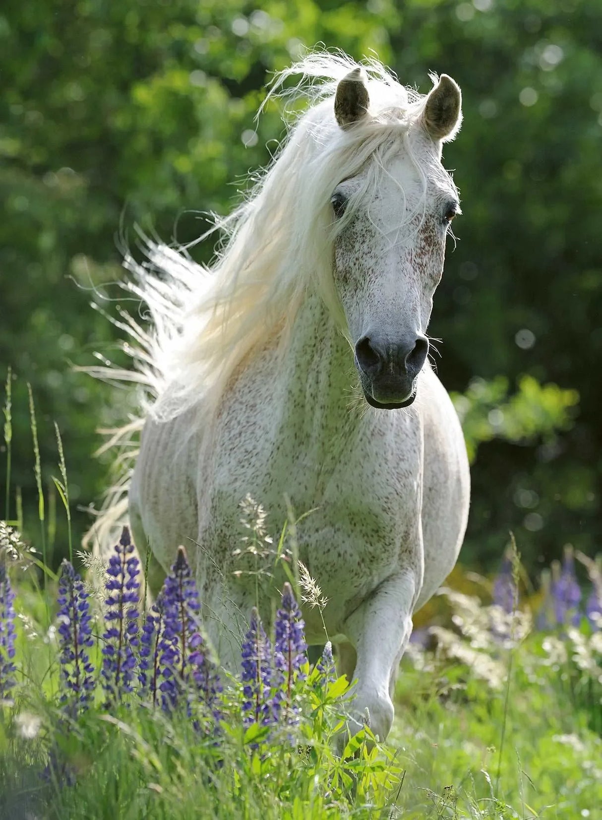 Ravensburger - Horse in Flowers Puzzle 100p