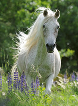 Ravensburger - Horse in Flowers Puzzle 100p