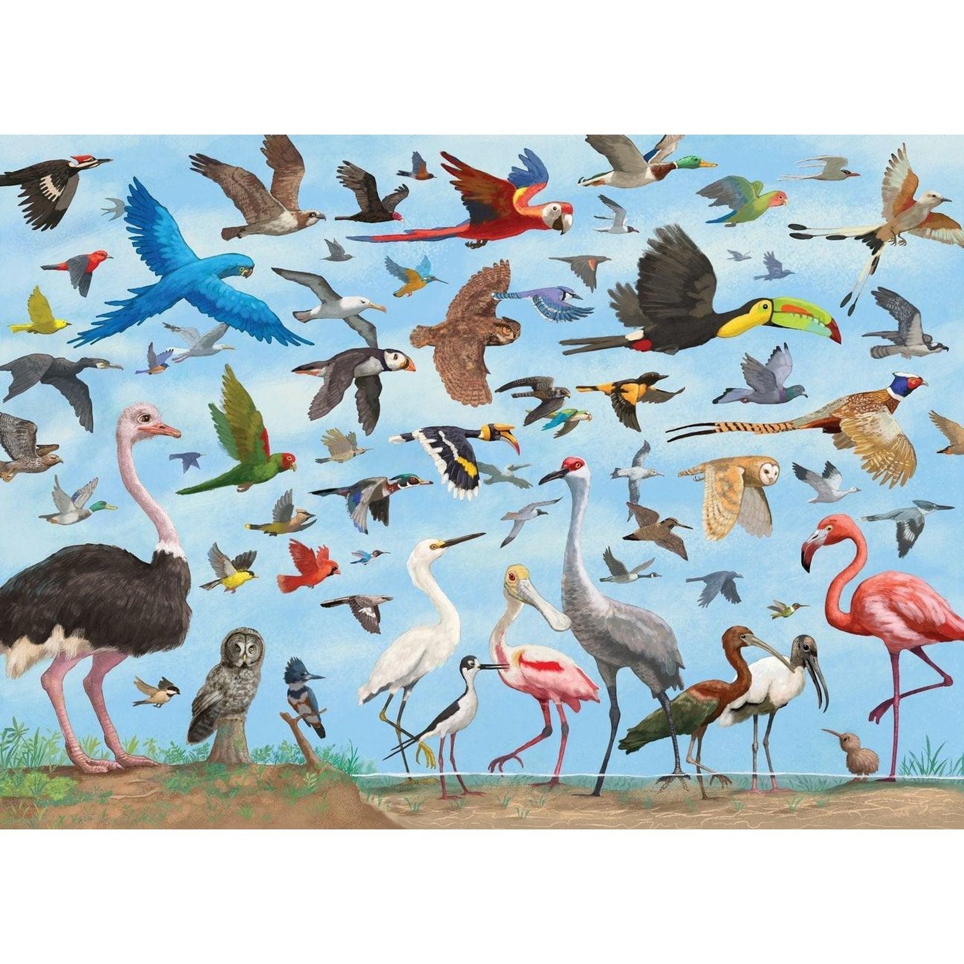 All the Birds Puzzle 1000 Pieces - Toybox Tales