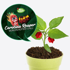 Carolina Reaper Chilli Growing Kit: The World's Hottest Chilli - Toybox Tales