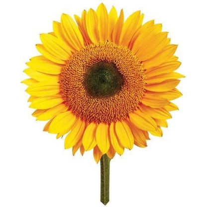 Giant Sunflower Growing Kit - Toybox Tales