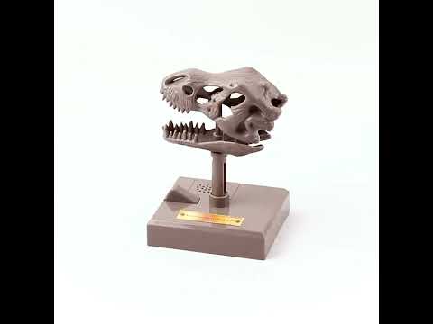 4M Roaring T-Rex Skull
