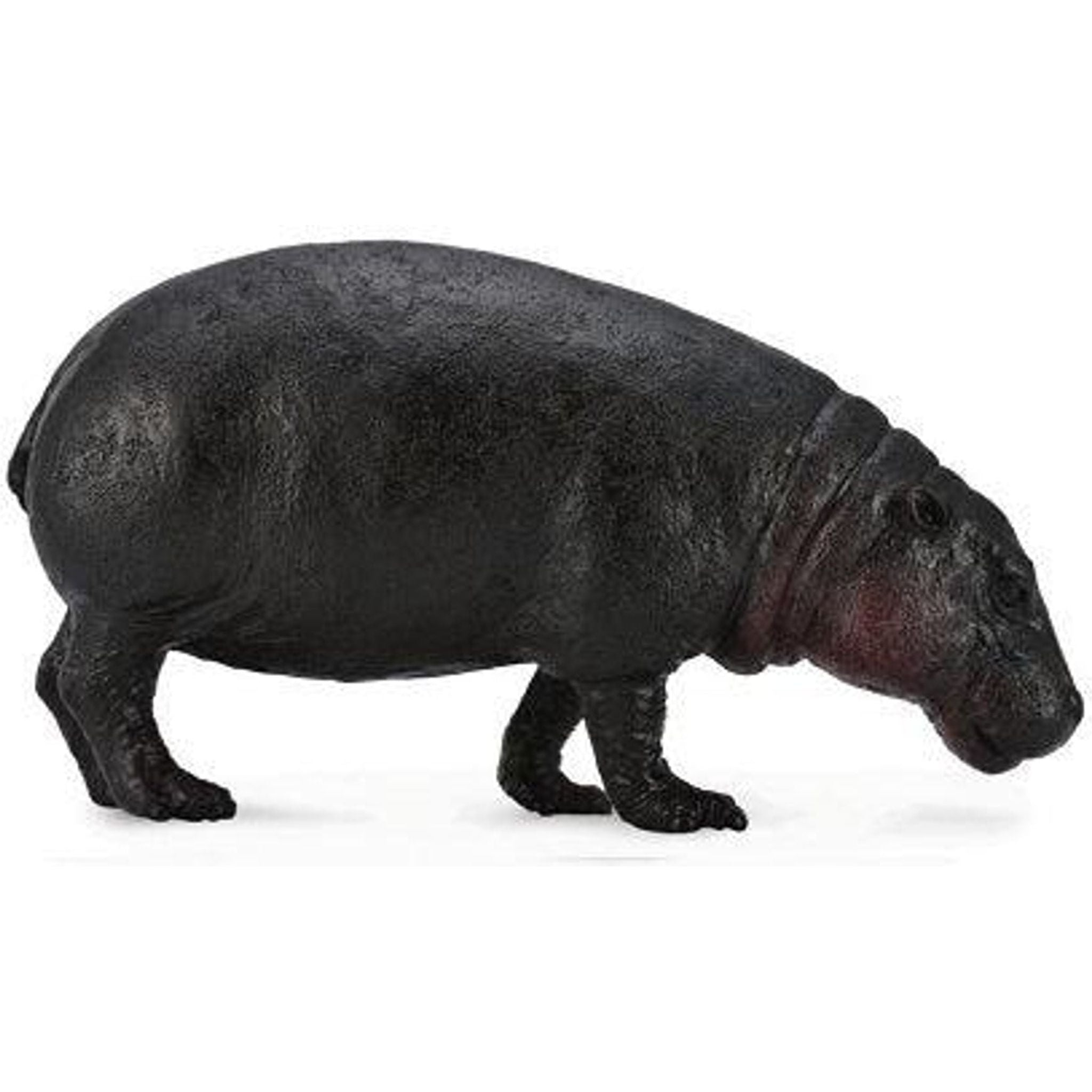 CollectA | Pygmy Hippopotamus (L) - Toybox Tales