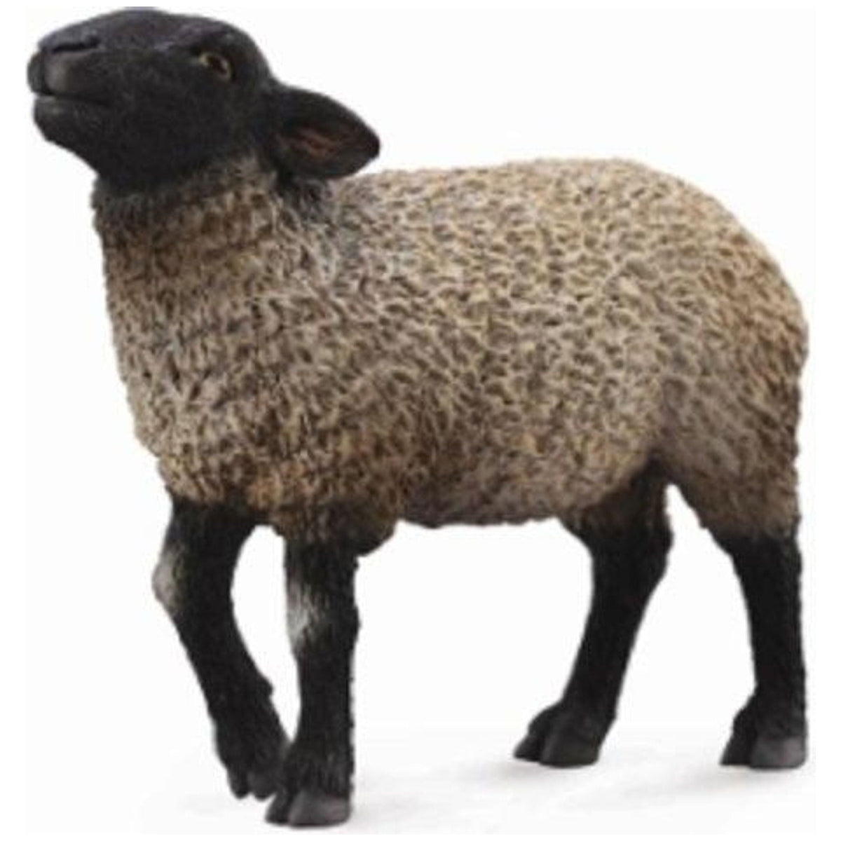 CollectA | Suffolk Sheep (M) - Toybox Tales